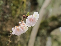 子福桜