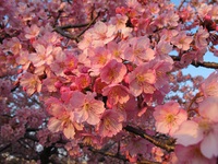 河津桜