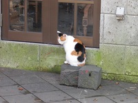 散歩中に出会った猫
