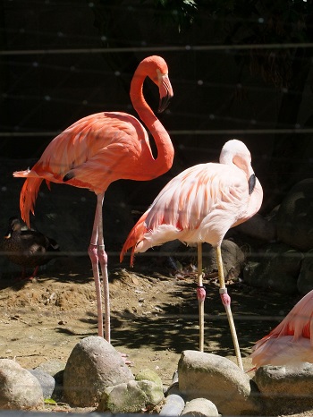 動物園まつり! 動物園まつり!