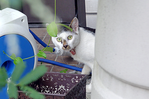 ねこ1
