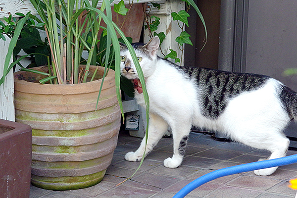 ねこ2