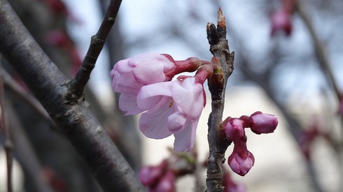 桜とエロス