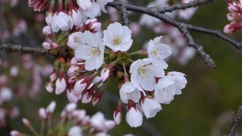 桜とエロス