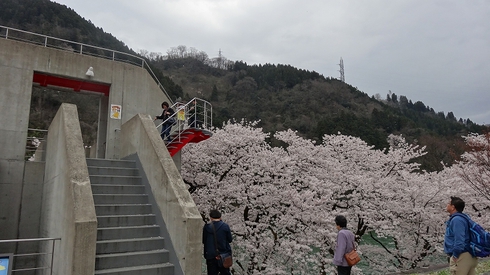 桜とエロス