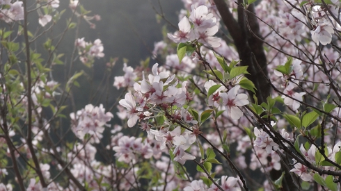 桜とエロス